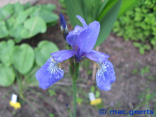 Iris setosa Perry's Blue